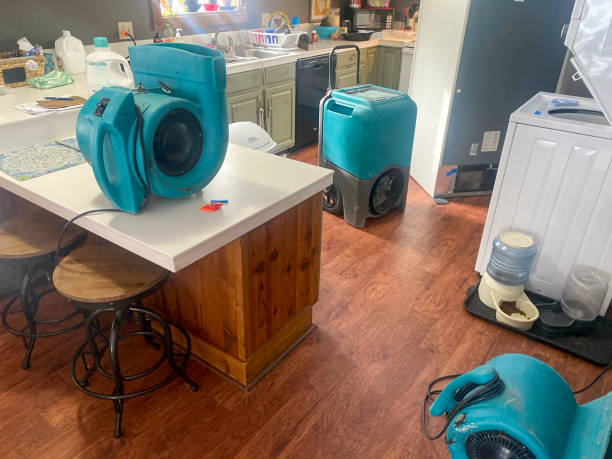 Best Mold removal after water damage  in Ironton, MO