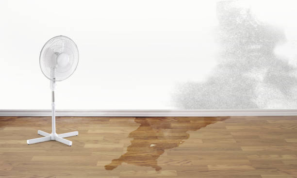Best Carpet water damage restoration  in Ironton, MO